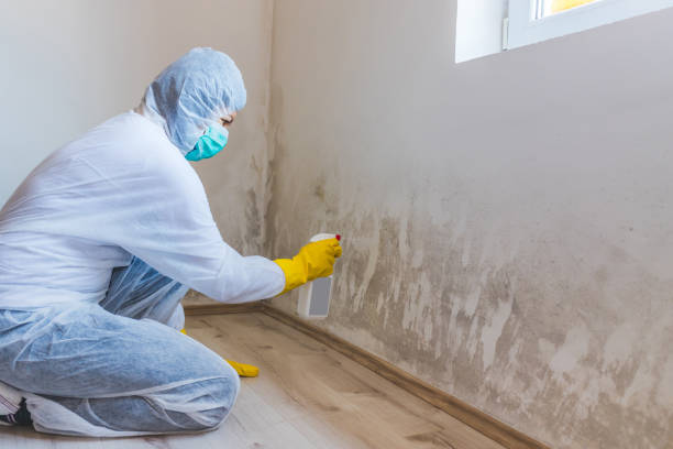 Licensed Mold Remediation service in Roanoke, TX - 24 Hour Mold Removal